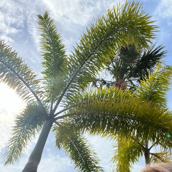 Meet your Posher, Elizabeth - Picture 1 of 1